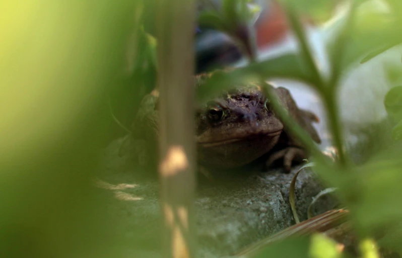 a frog sitting on the ground next to some plants