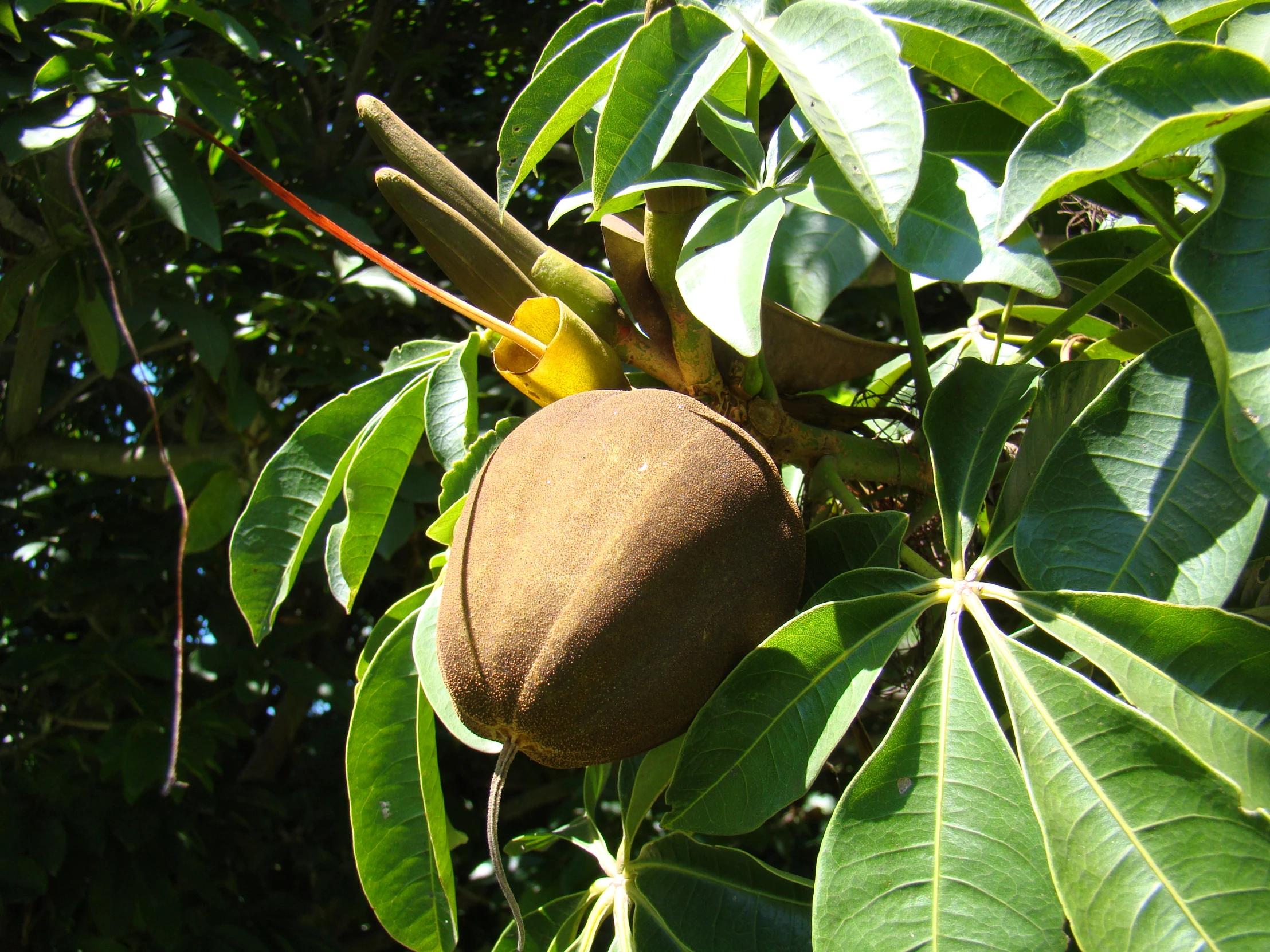 a seedling tree with fruit and green leaves