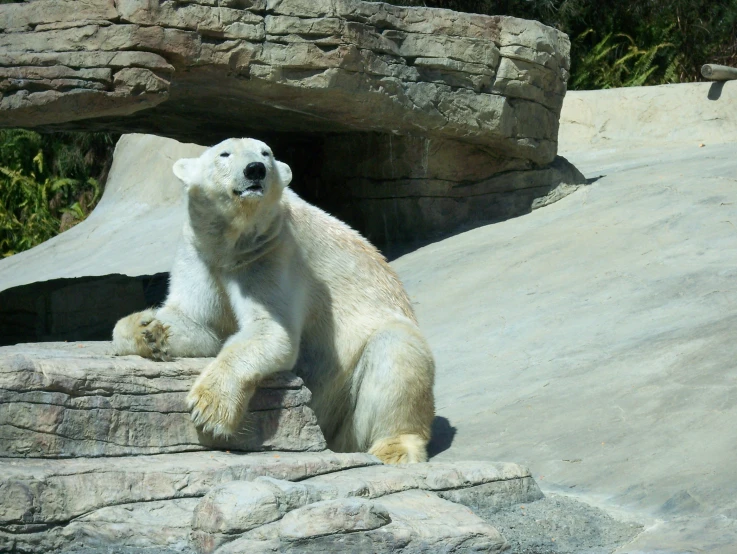 a polar bear sitting on top of some rocks