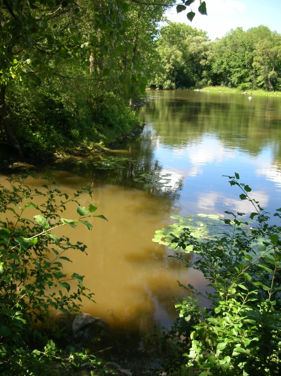 a large body of water surrounded by trees