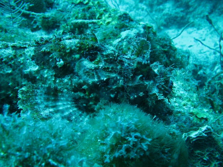 a coral covered with algae on a ocean bottom