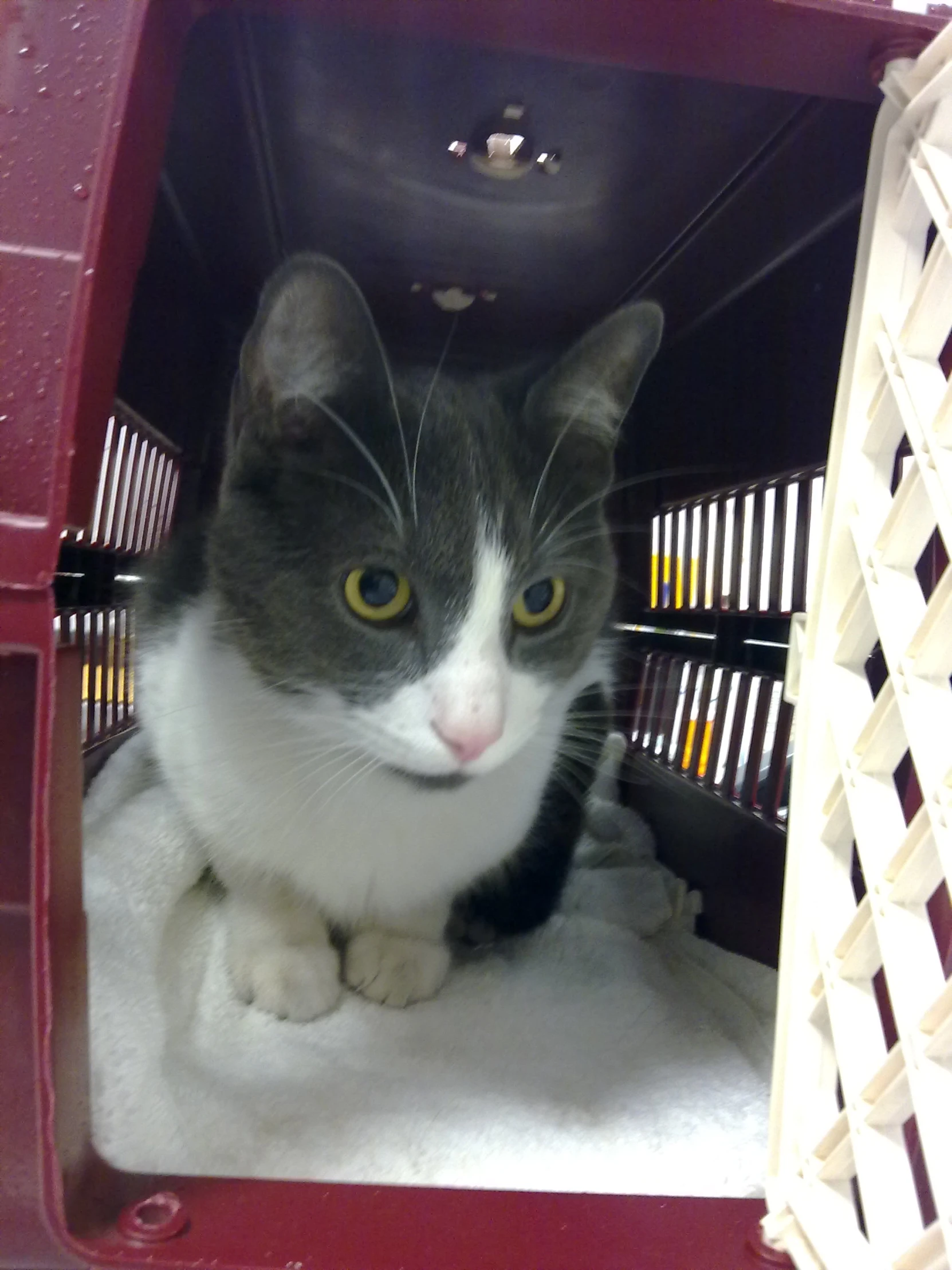 there is a cat sitting inside of the basket