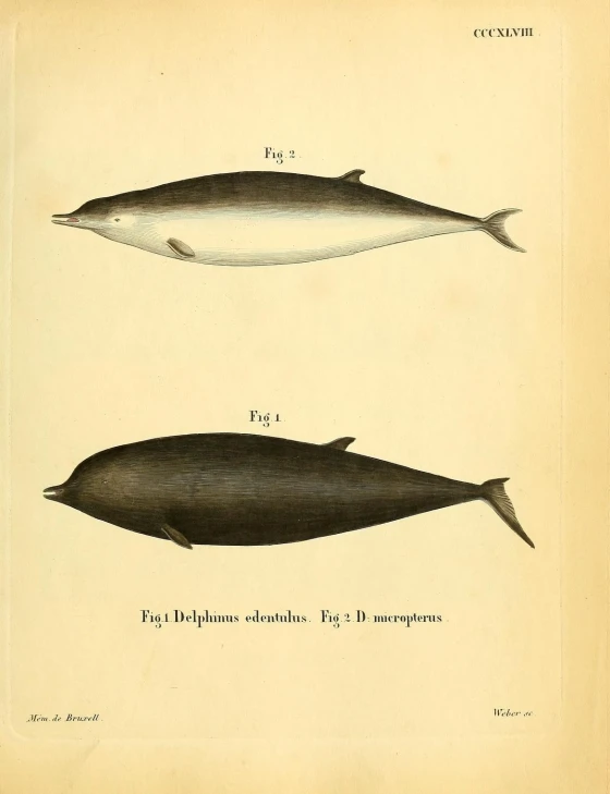 an engraving shows fish and an animal