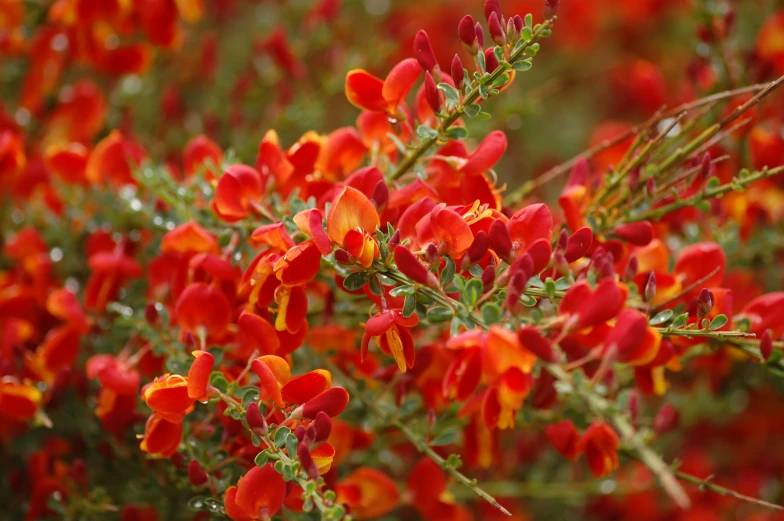 small red flowers are spiky on the nch