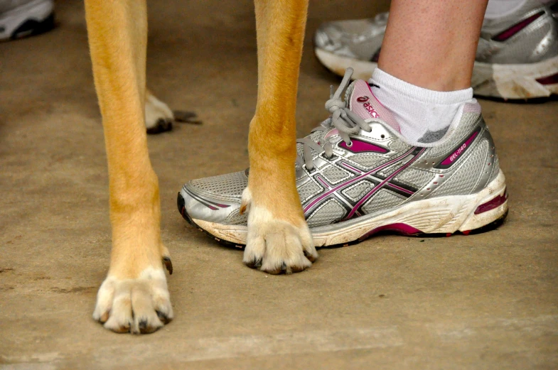 a dog in a silver and pink sneaker with its legs extended