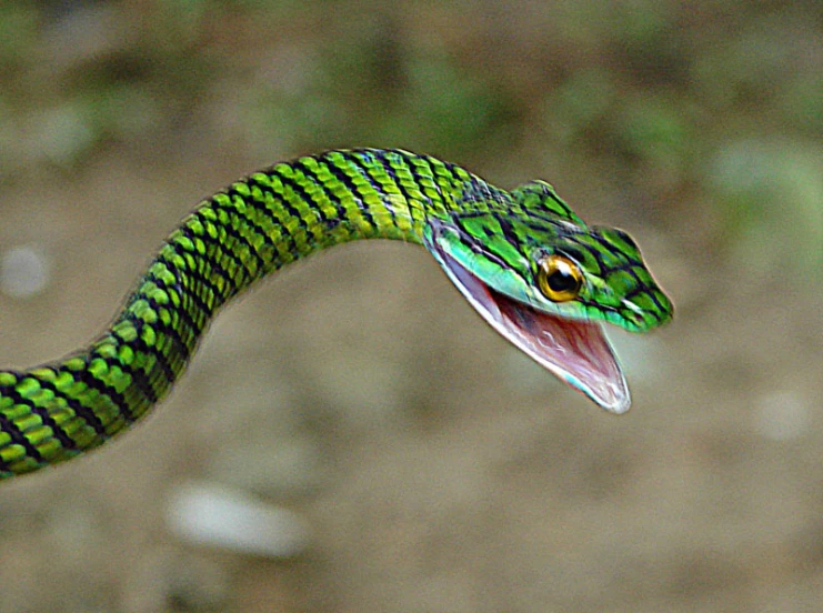 there is a snake that is biting a banana