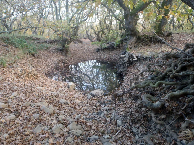 a muddy forest with fallen trees and water surrounded by leaves