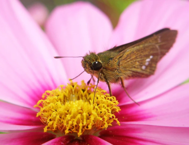 a small brown moth sitting on a flower