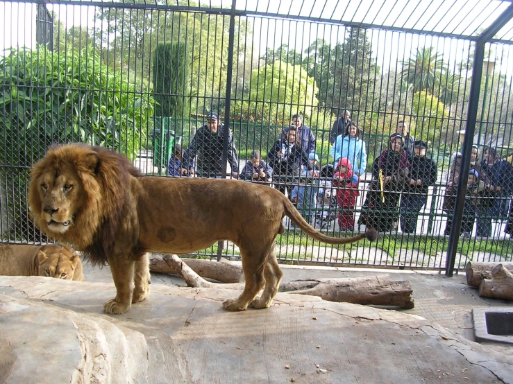 two lions standing together in a zoo enclosure