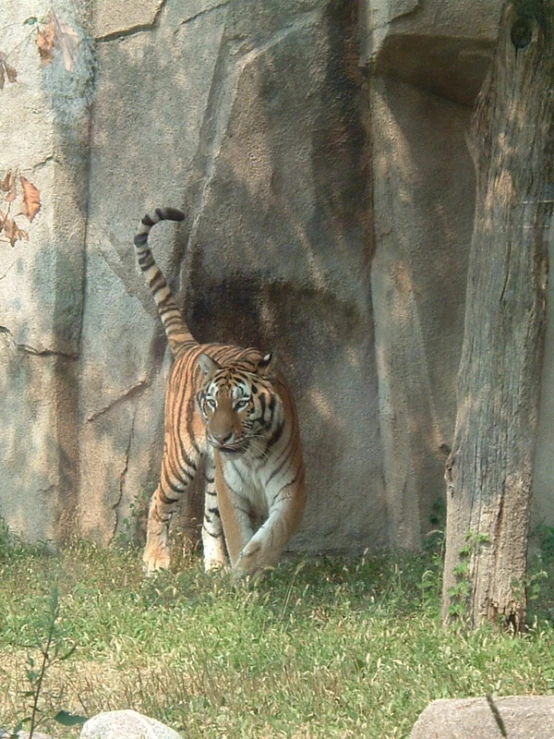there is a tiger on the grass near a rock wall