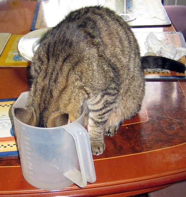 a cat standing in the water dish on a table