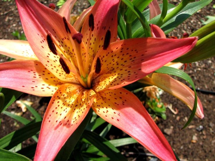 close up of the inside of a flower