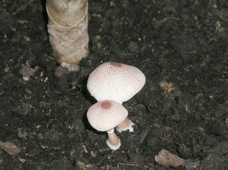two white mushrooms laying on top of black soil next to a tree