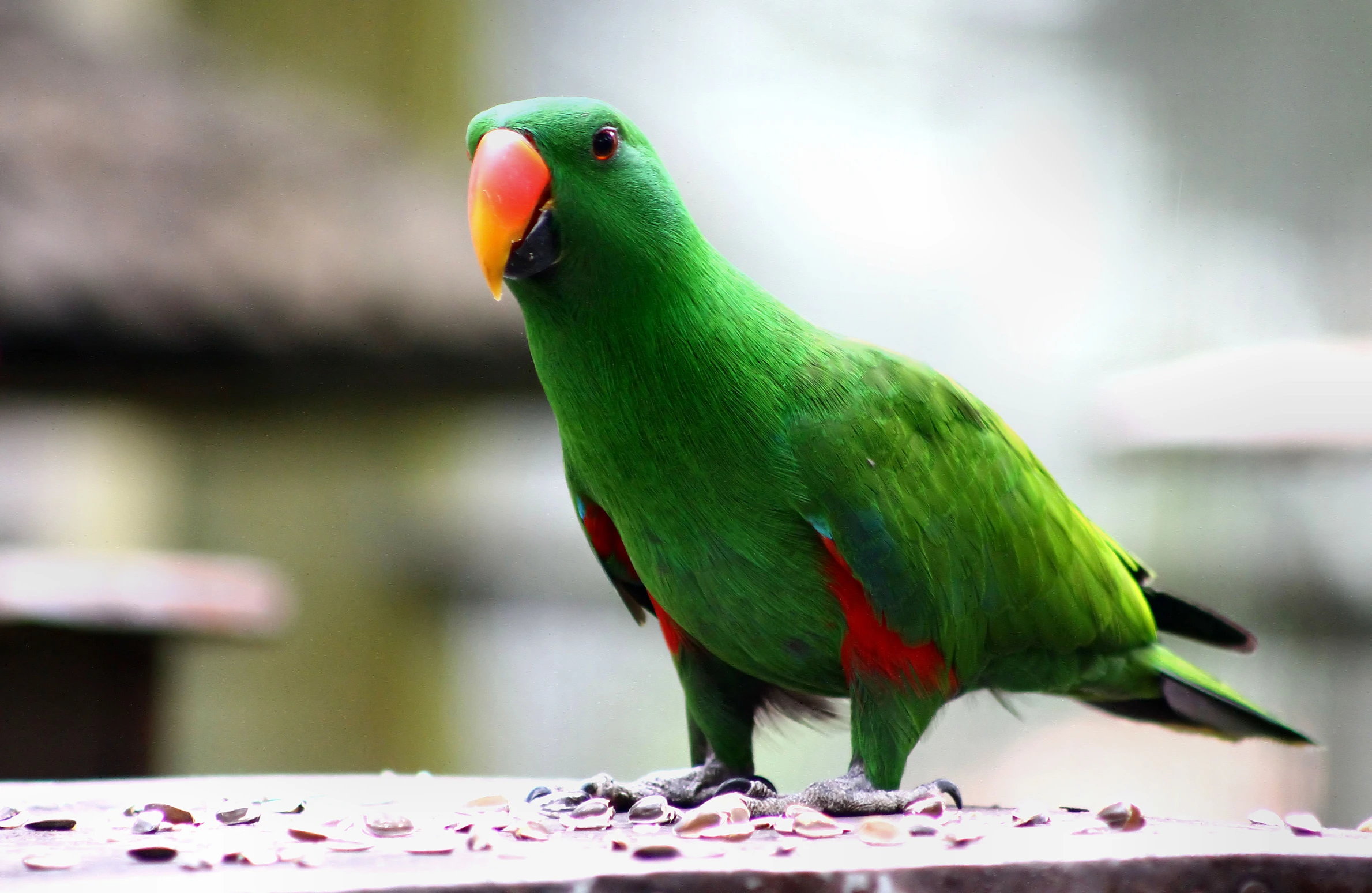 a green and red bird perched on top of a table