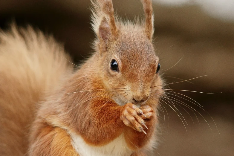 a red squirrel eating food while standing on the ground