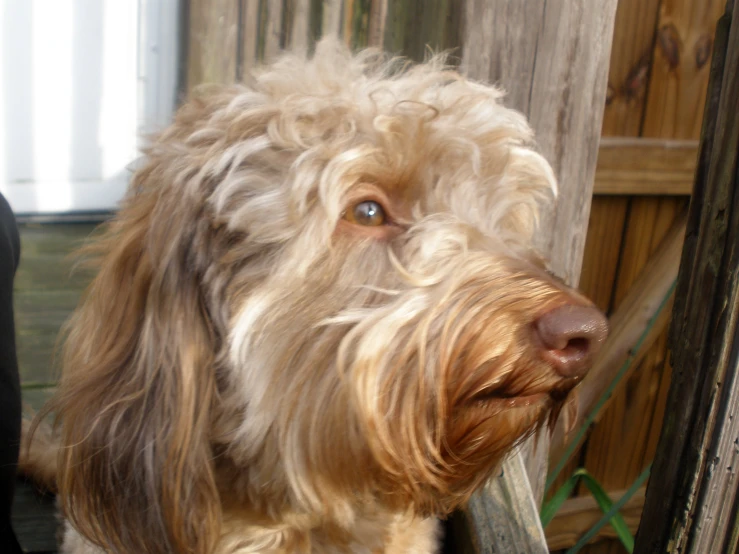 dog looking out from outside behind a wooden fence