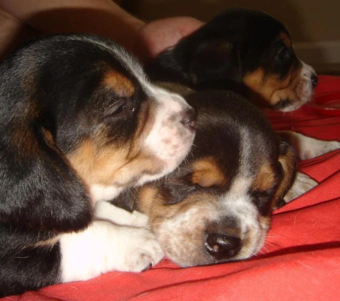 a dog and a cat sitting in a person's hand