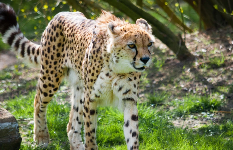 a big cat is standing alone in a field