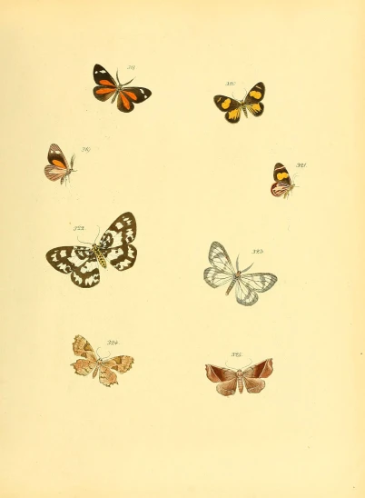 four different colored erflies with their wings spread