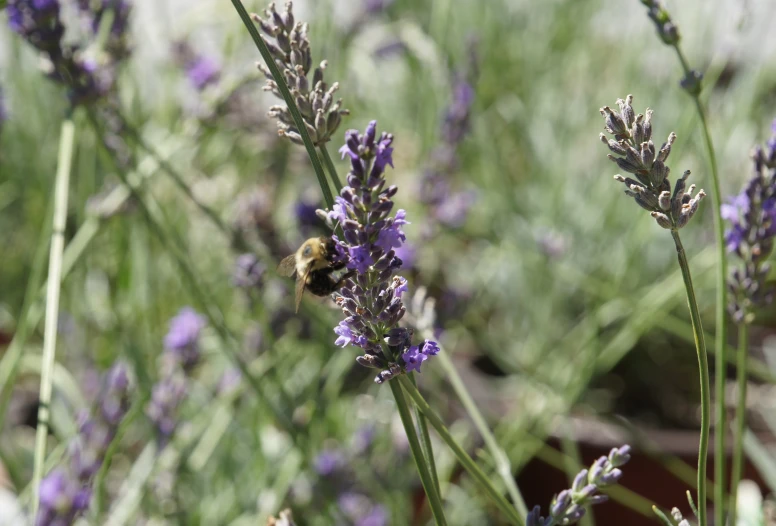 a honeybee is collecting pollen from a lavender plant