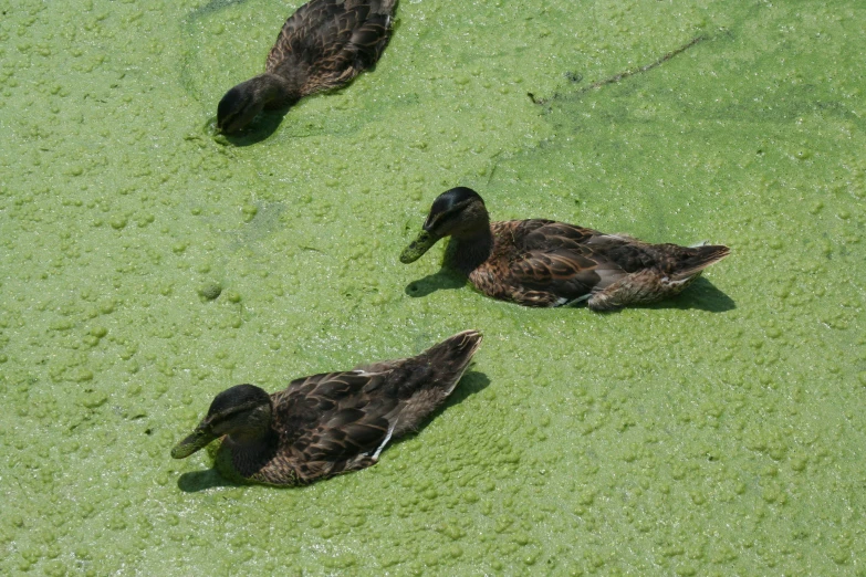 some ducks are laying in the green grass