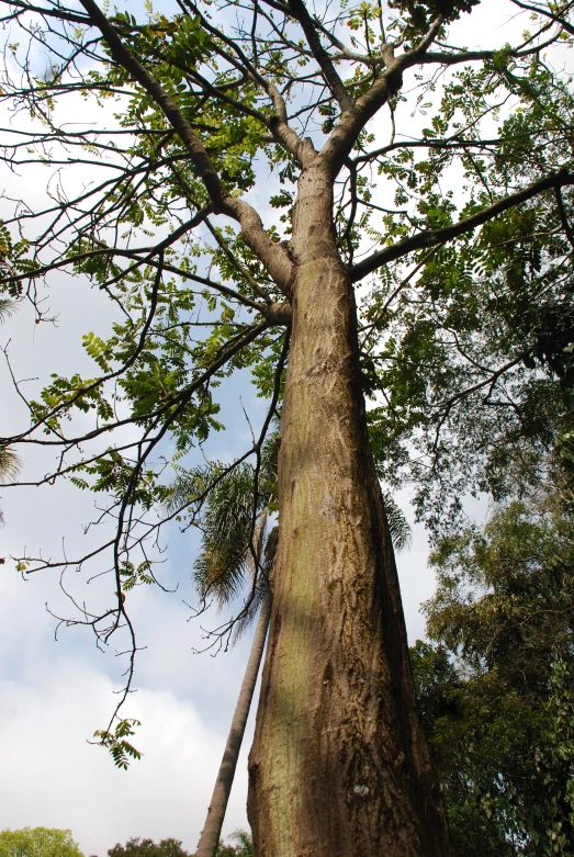 a tree is reaching down from the sky