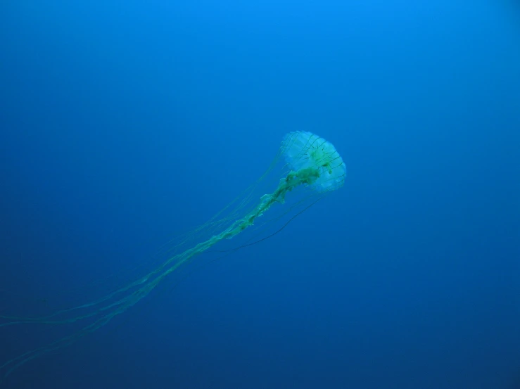 a green object floating in blue water on a sunny day