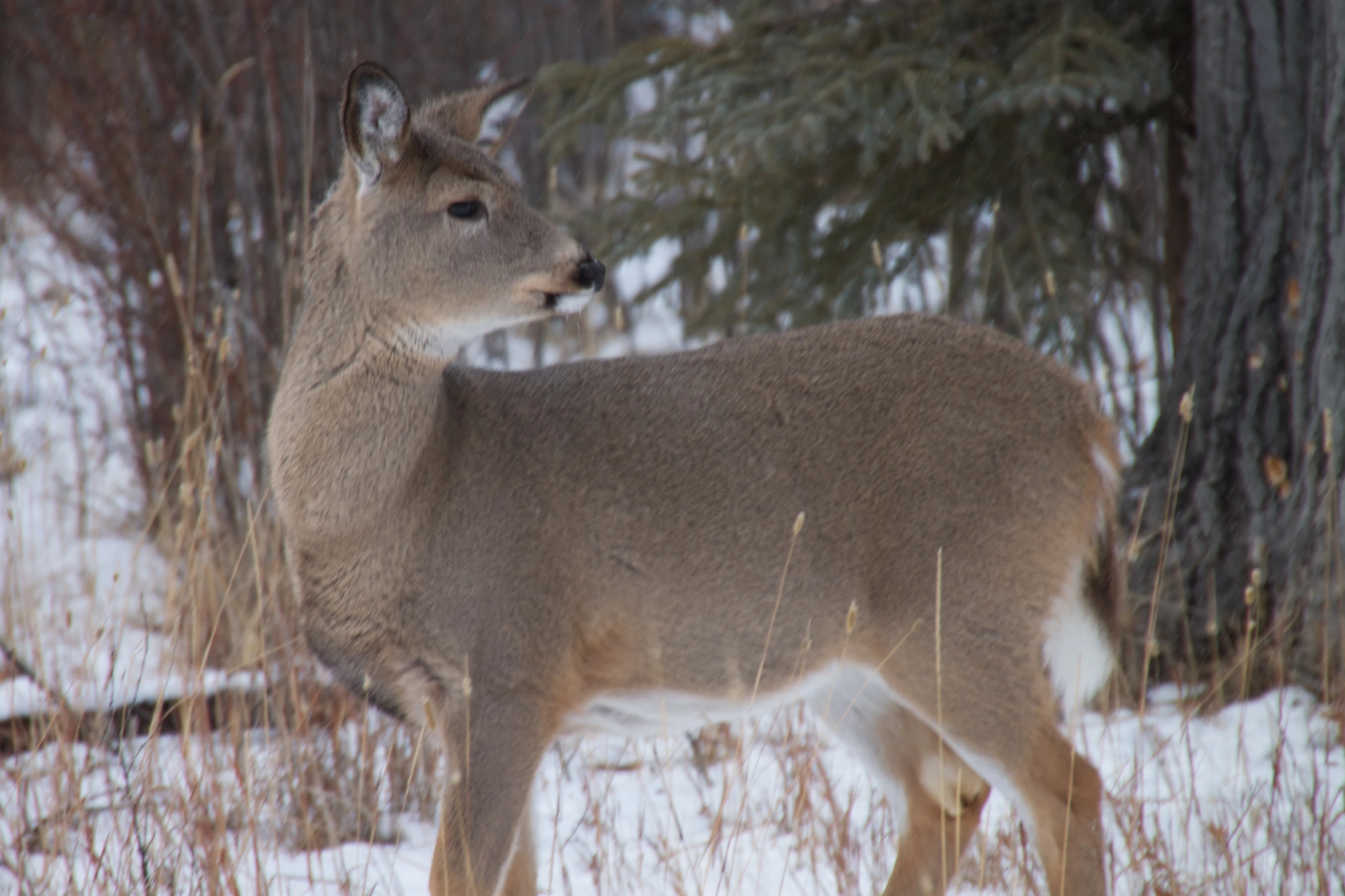 a deer standing in the snow near some trees