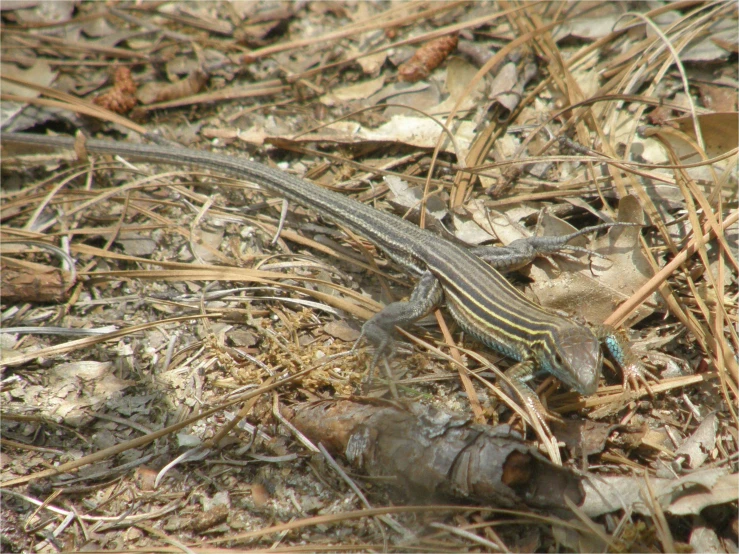 a lizard sitting on the ground in front of a dead tree