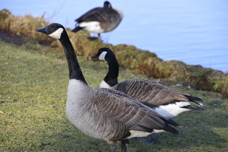 two geese are walking near the water