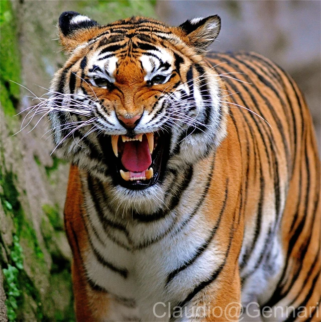 a tiger growling his teeth into the camera