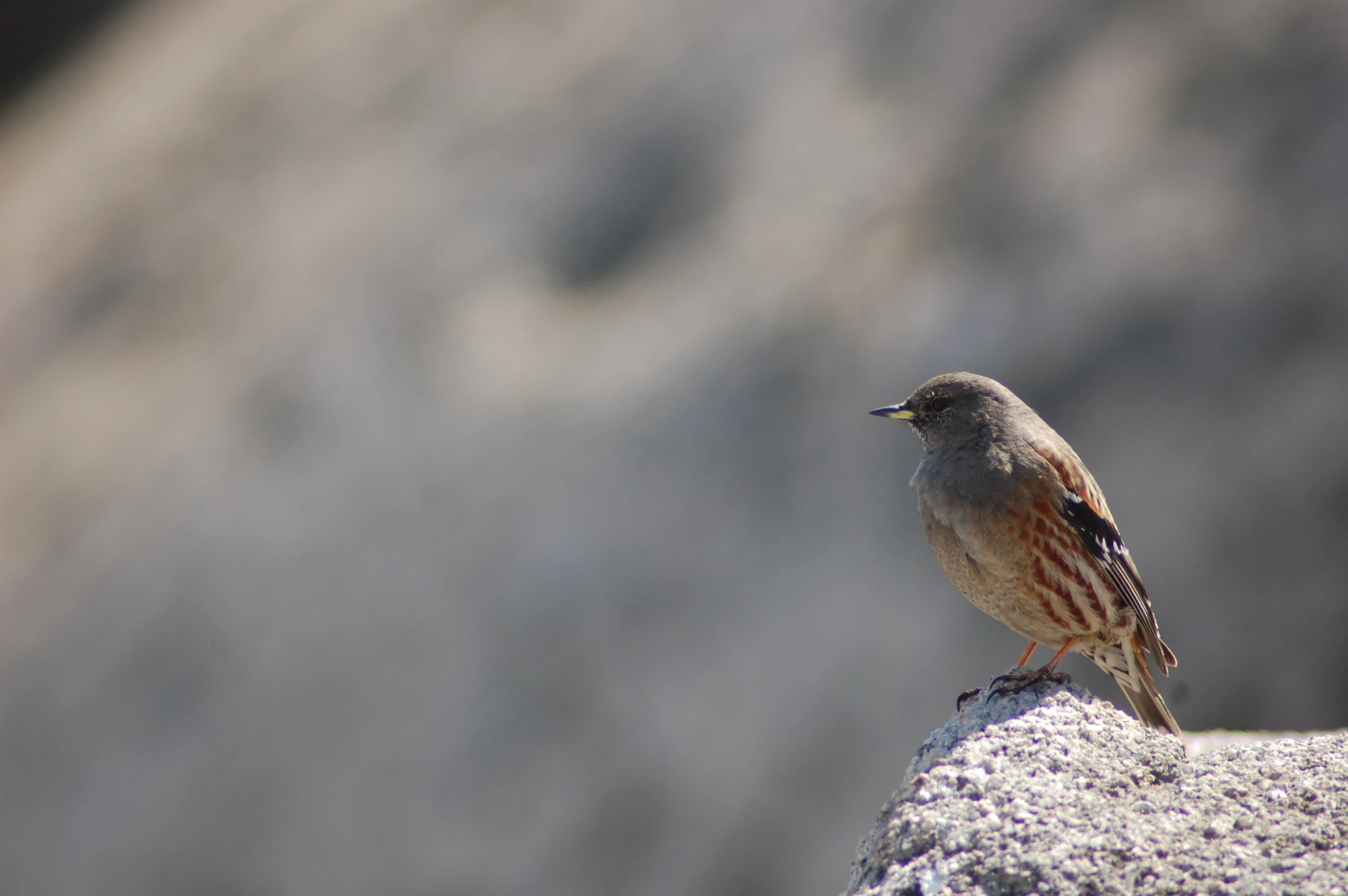 a bird standing on top of a grey rock