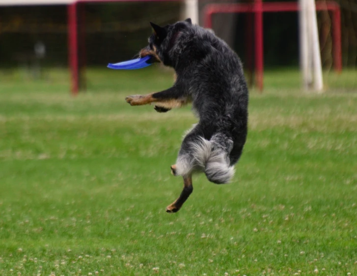 a dog jumping into the air to catch a frisbee