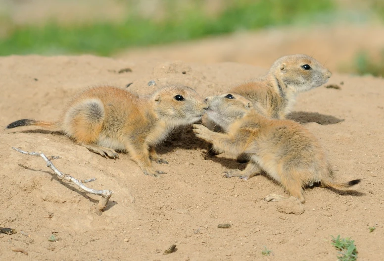 three small furry animals in a sandy area