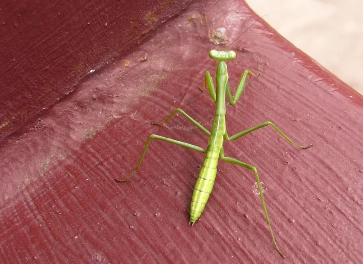 a praying mantisca sitting on a piece of wood