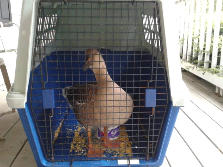 a duck in a carrier with a cat nearby