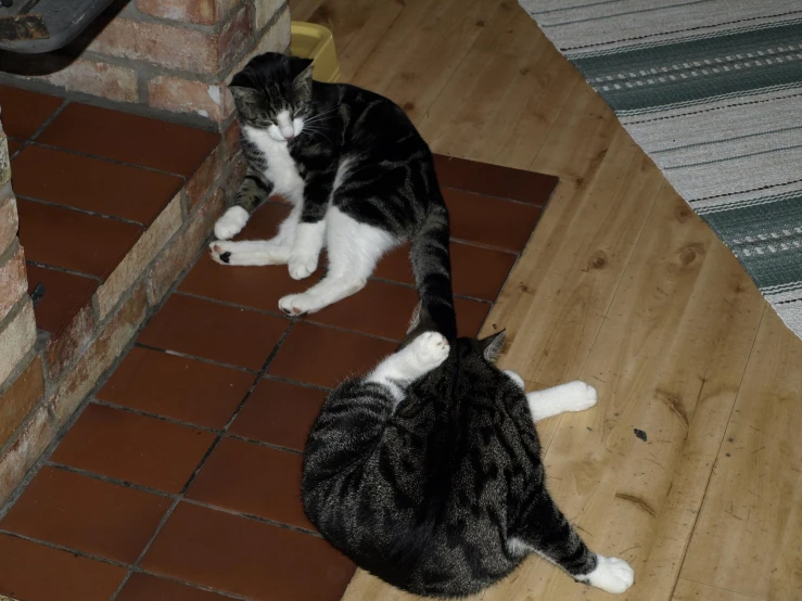 a black and white cat laying next to another cat on a wooden floor