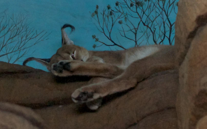 an image of a cat sleeping on a rock