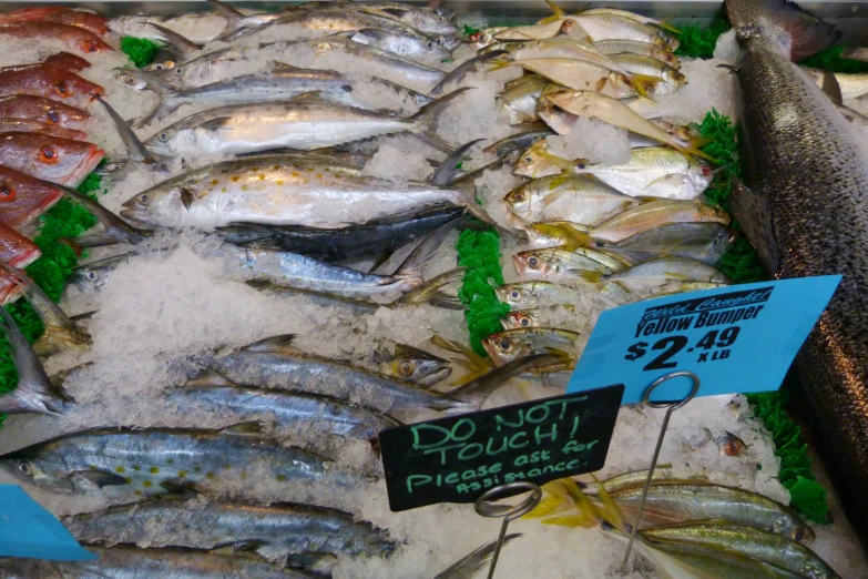 several fish and one another fish in an indoor market