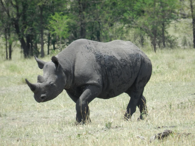 a rhinoceros with mud on it's backside standing in a grass field