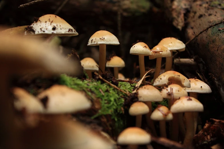 small mushrooms in the forest on the ground