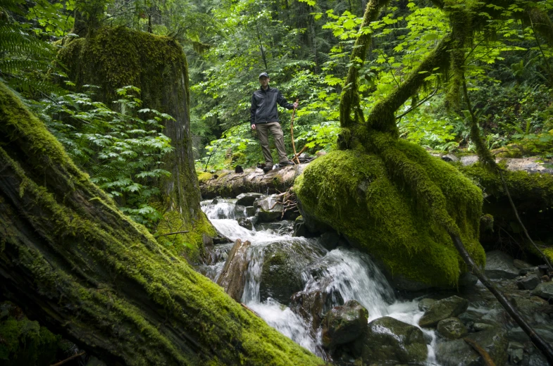 a person standing on a nch in the woods