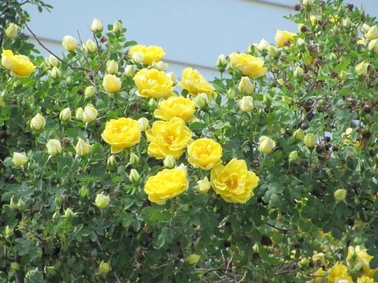 a shrub with yellow flowers blooming beside some water