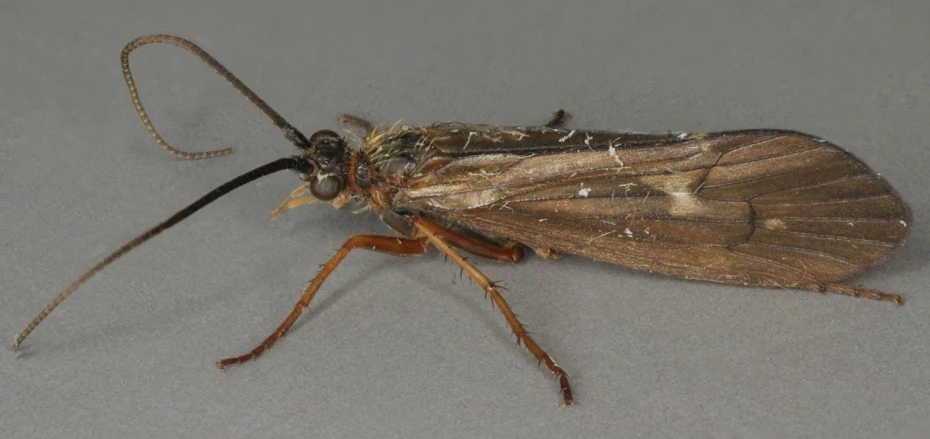 the fly is perched on the floor near the wall