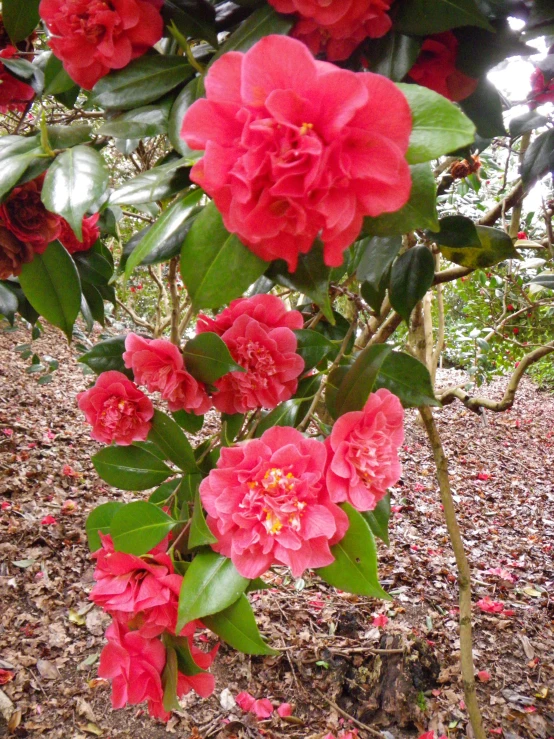 the large flowering bush is full of red flowers