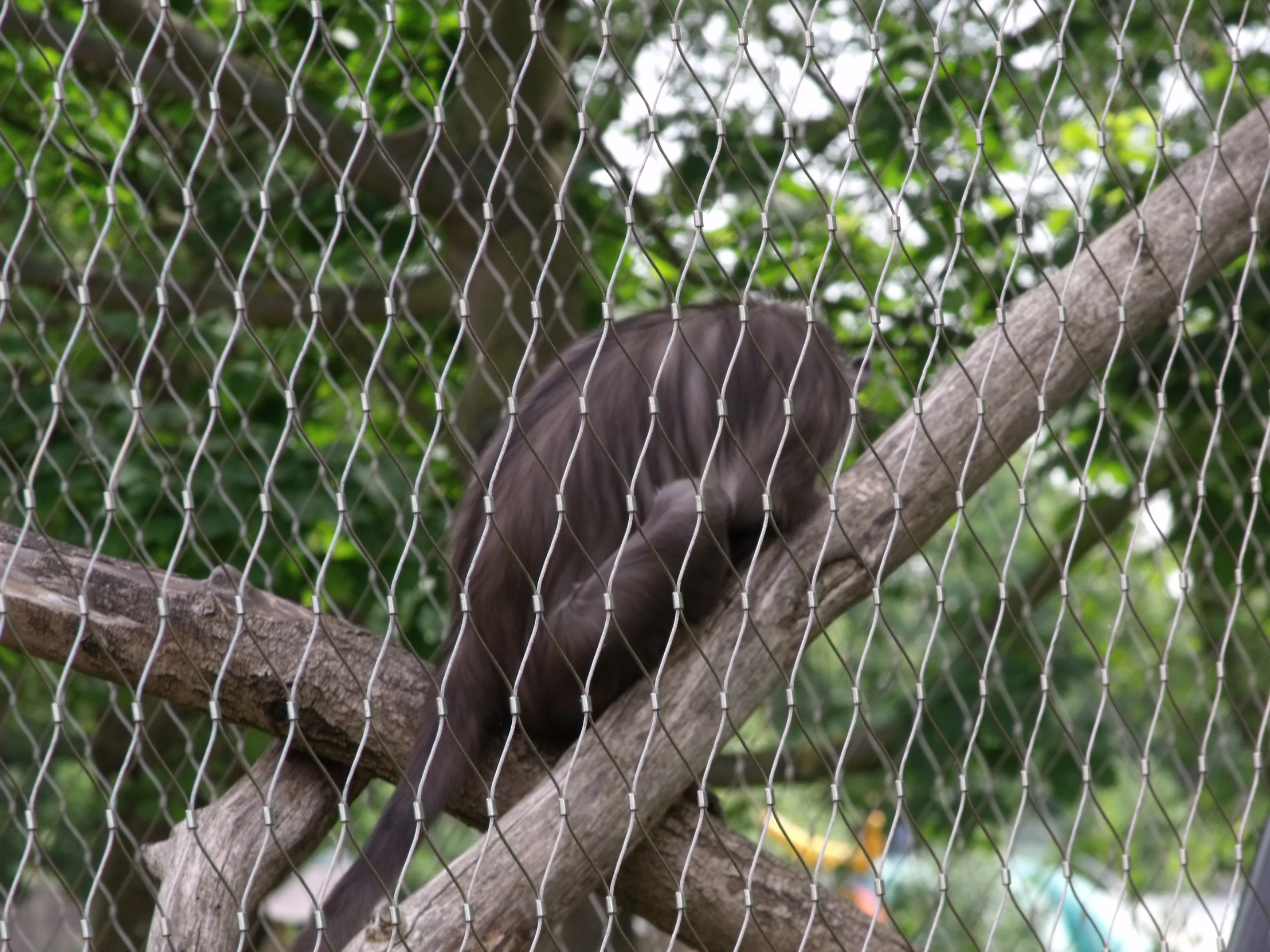 a monkey is sitting on a tree nch behind a fence