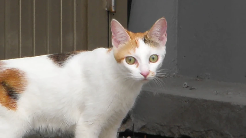 the white and brown cat stands near a gray building