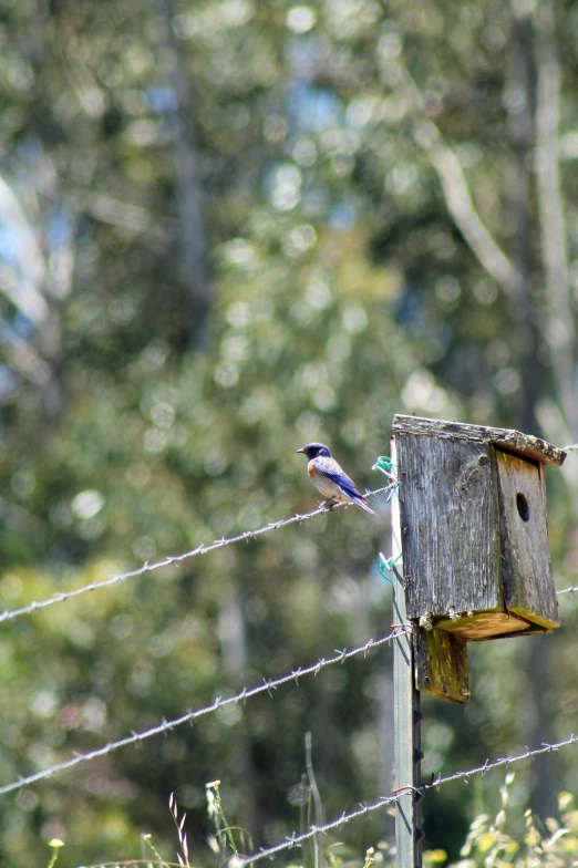 the small bird is sitting on a wooden post