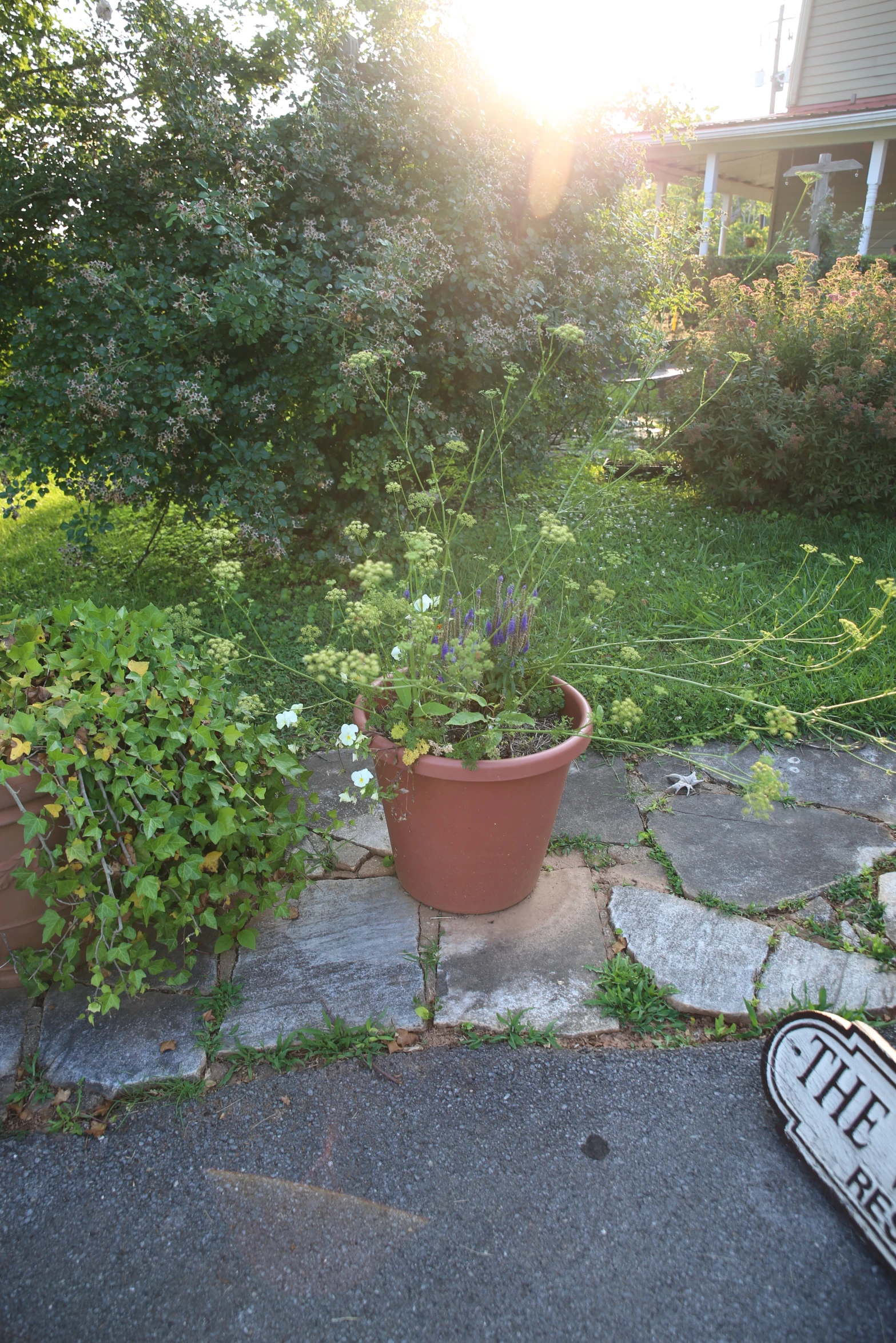 there is a plant sitting in the flower pot