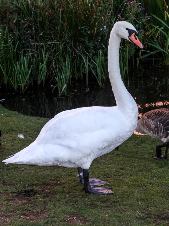 the waterfowl is standing next to its flock at the lake